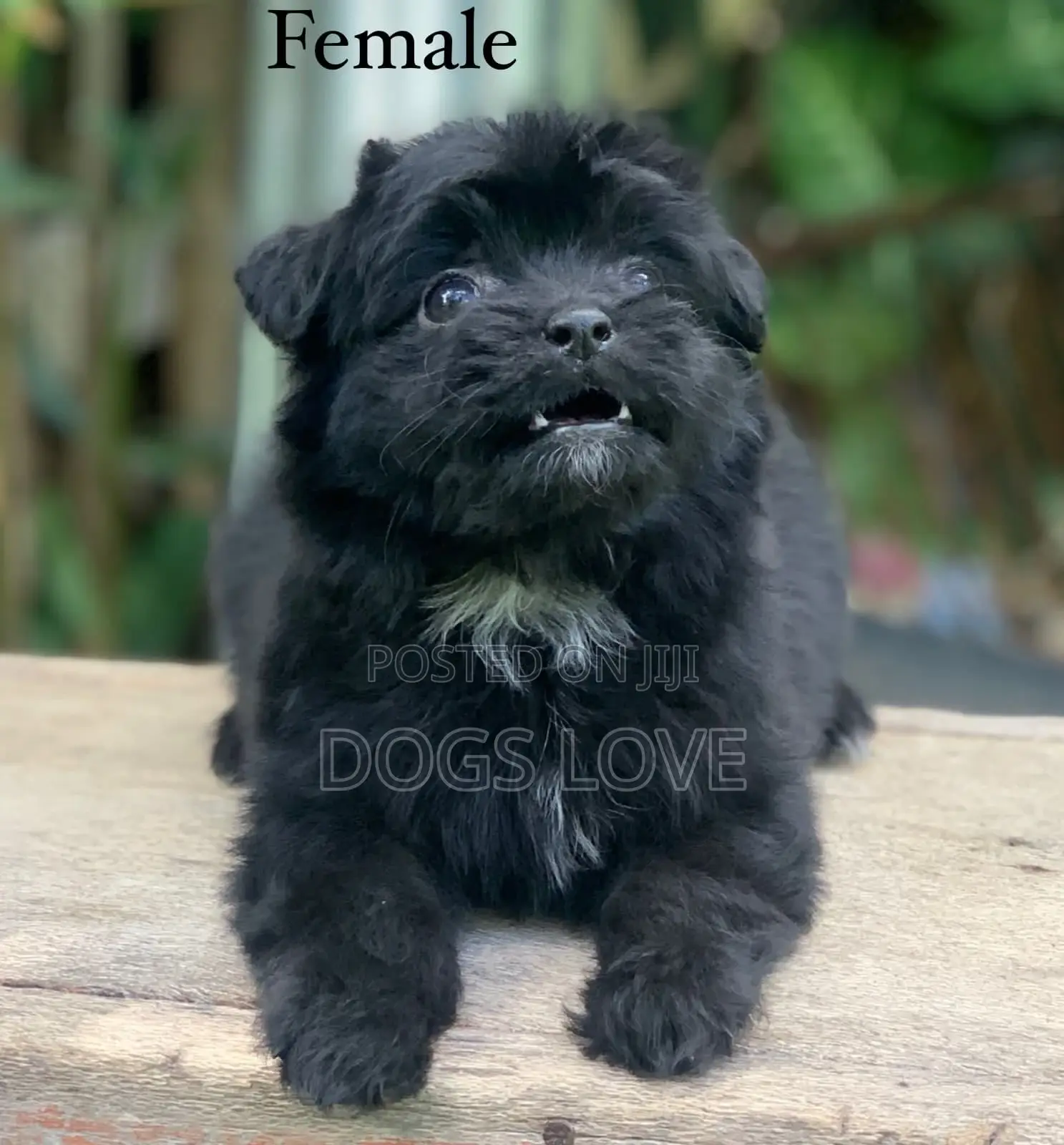 1-3 months Male Purebred Havanese