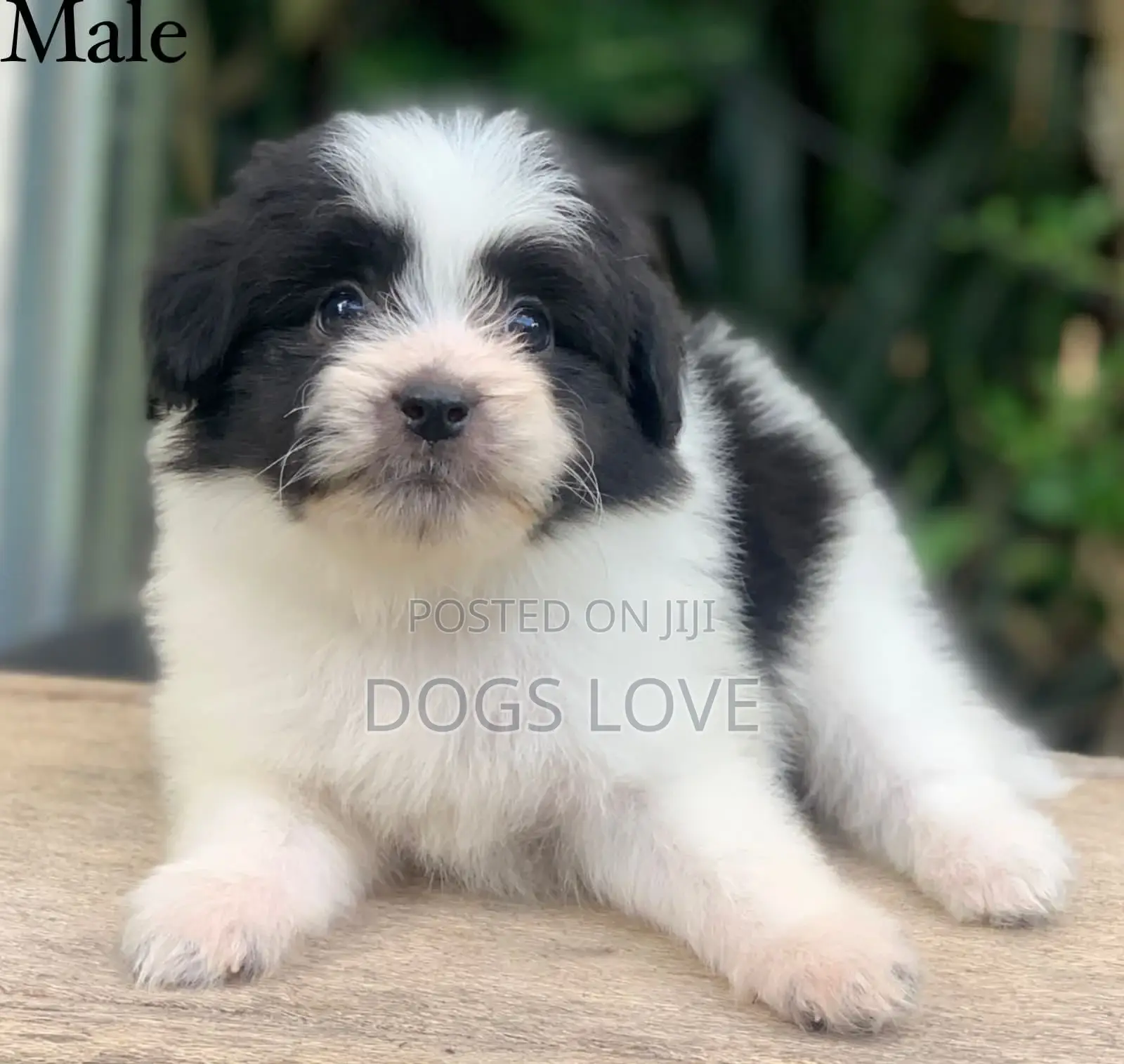 1-3 months Male Purebred Havanese