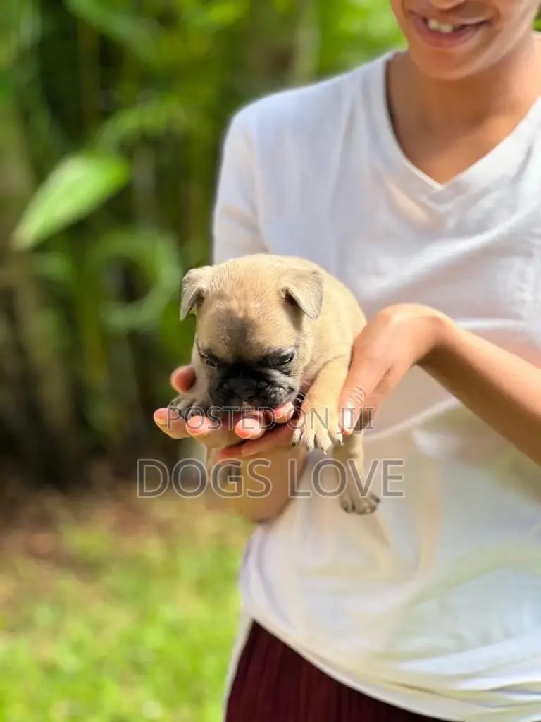 1-3 months Female Purebred French Bulldog