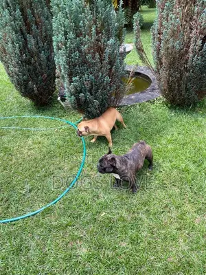1-3 months Female Purebred French Bulldog