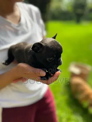 1-3 months Female Purebred French Bulldog