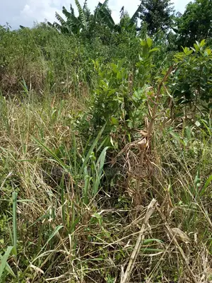 100acres in Kikyusa Luwero All at 1bn