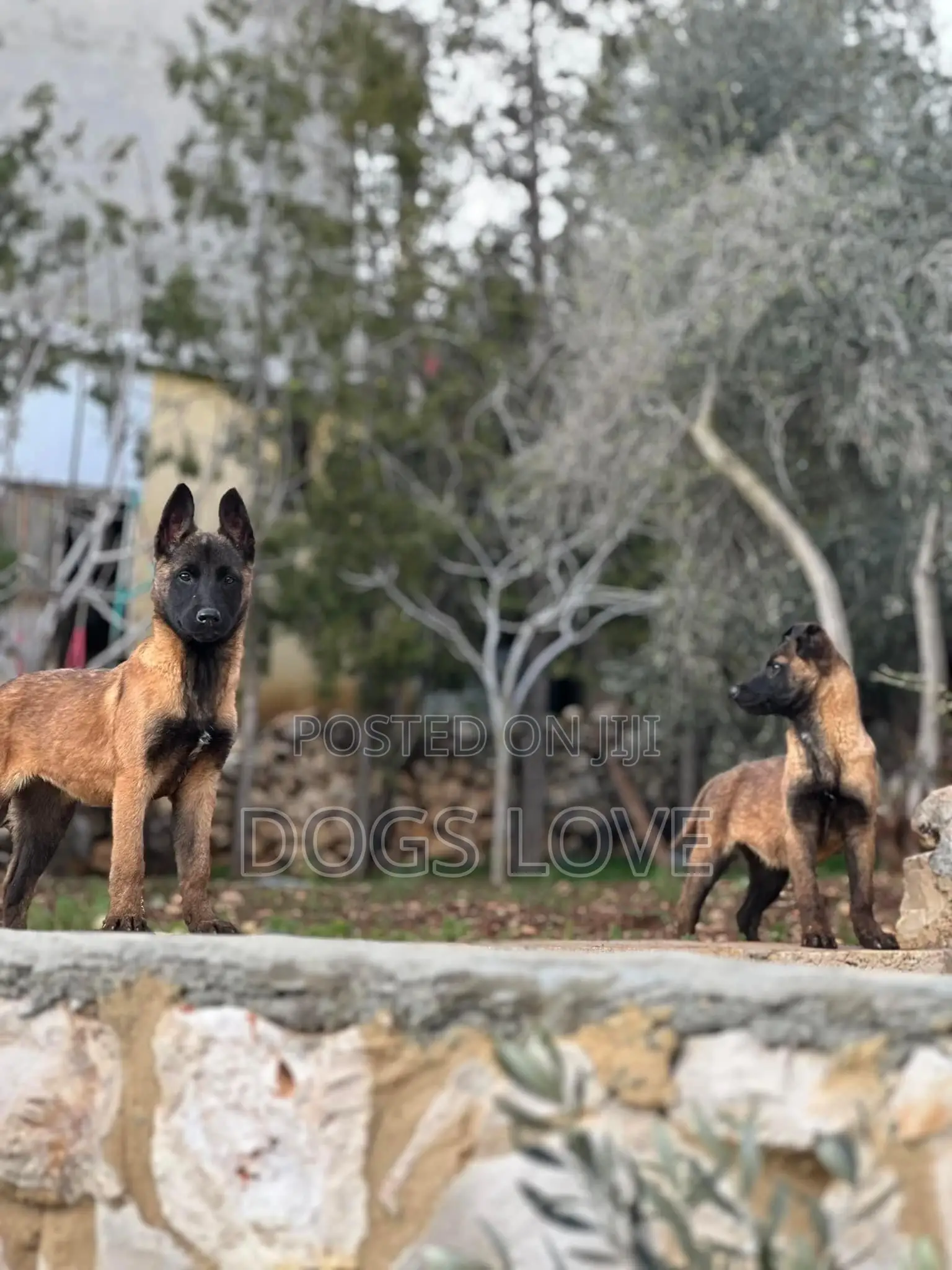 3-6 months Male Purebred Belgian Malinois