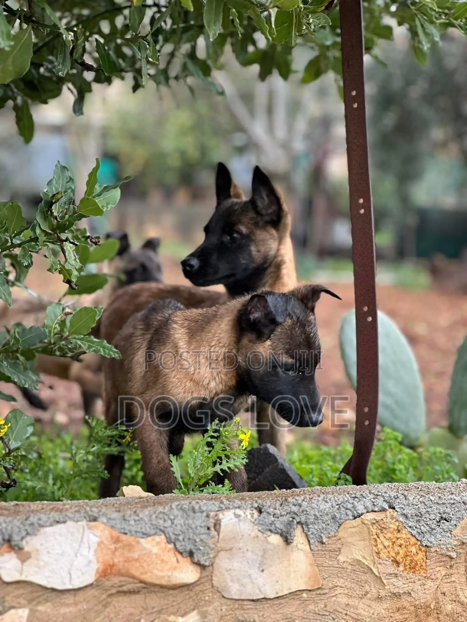 3-6 months Male Purebred Belgian Malinois
