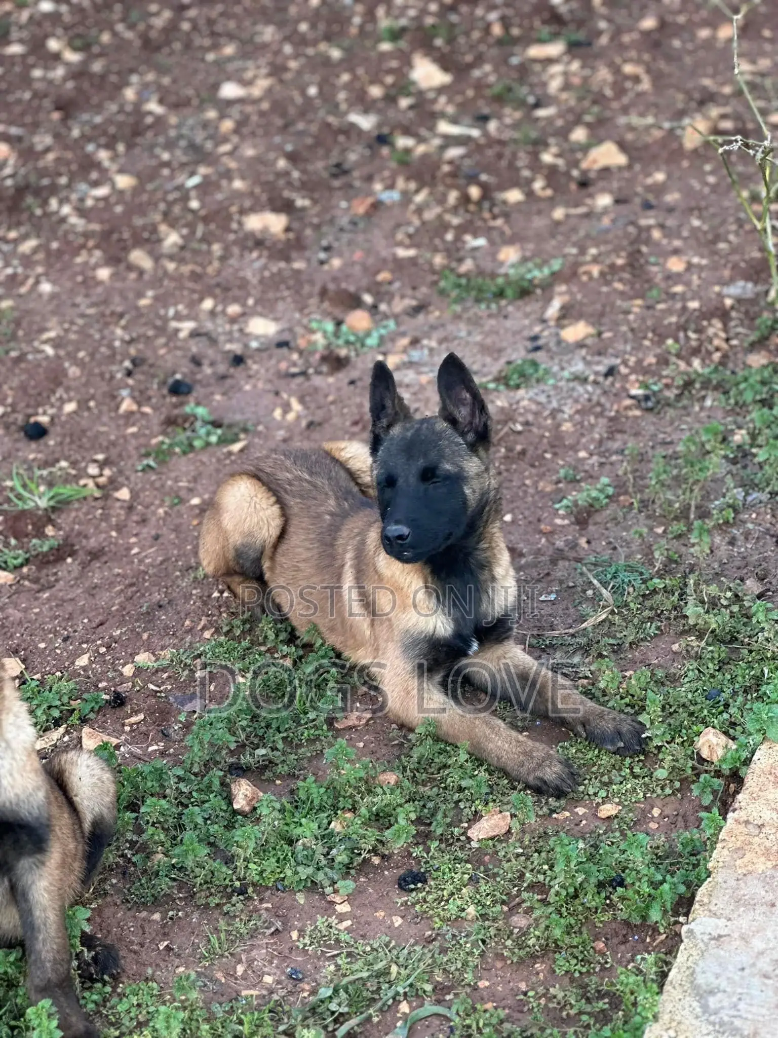 3-6 months Male Purebred Belgian Malinois
