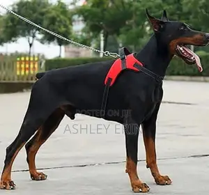 Pet Dog Adjustable Harness