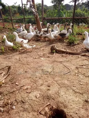 Geese for Sell in Pairs at Affordable Prices