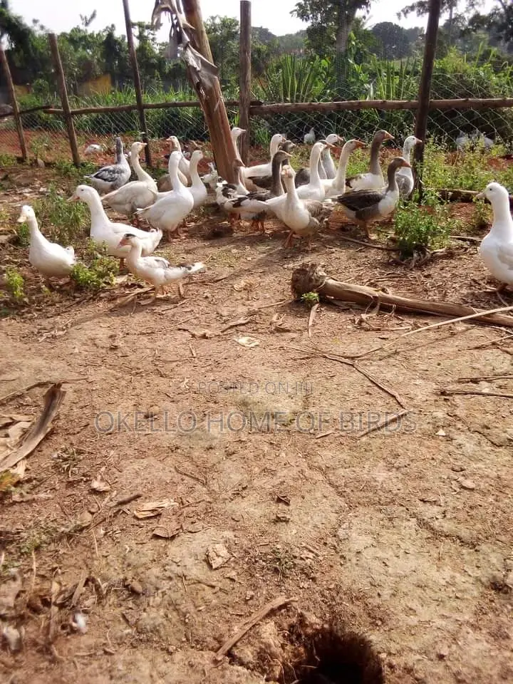 Geese for Sell in Pairs at Affordable Prices