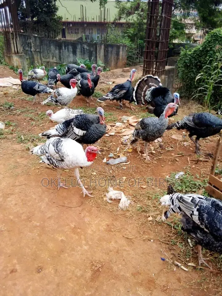 Male Turkeys for Sell