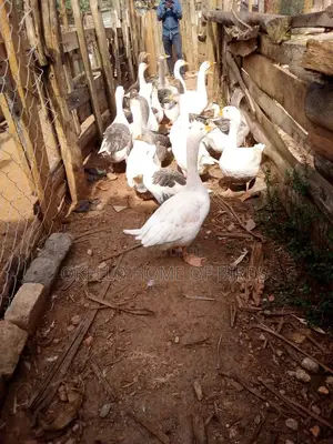 5 Geese for Security and Breeding