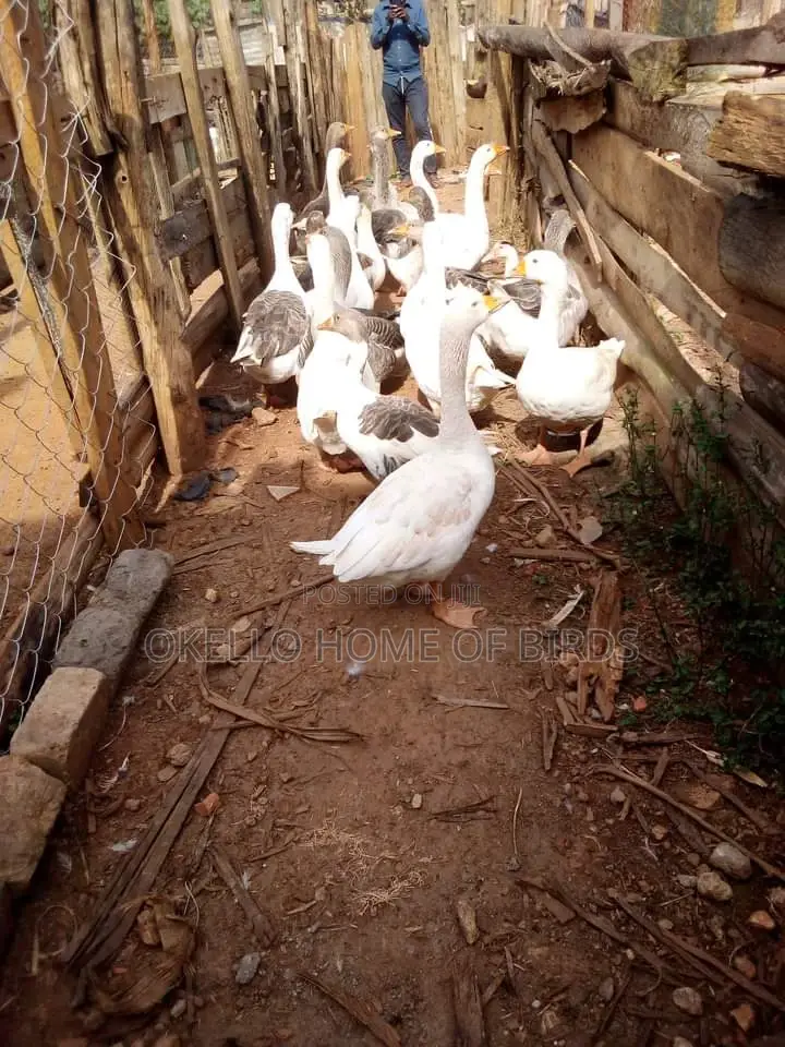5 Geese for Security and Breeding