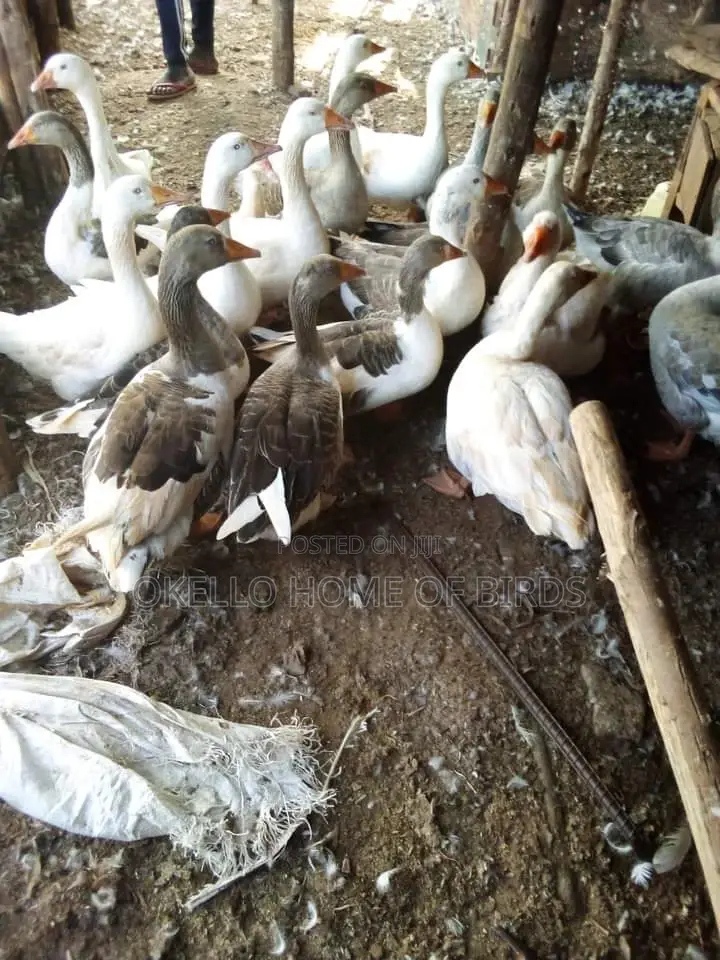 Geese for Sell in Big Numbers