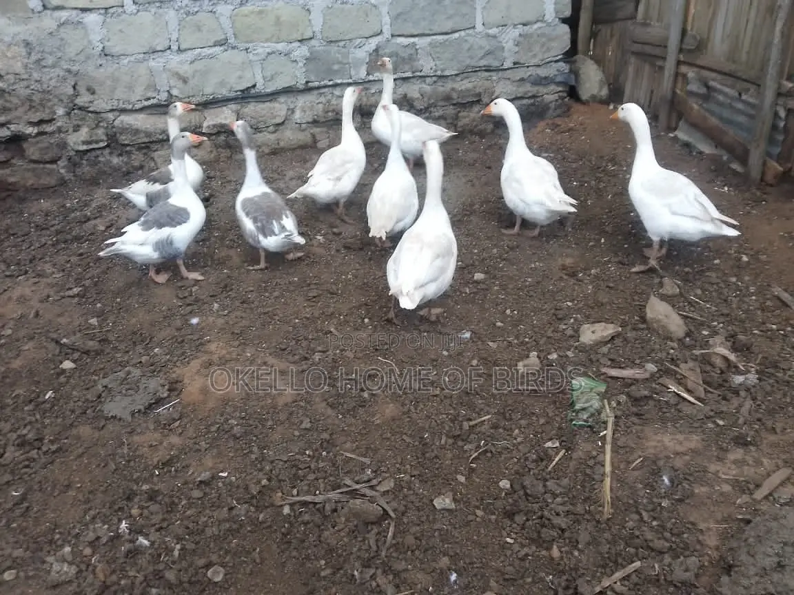 9 Pure White Geese for Sell in Pairs