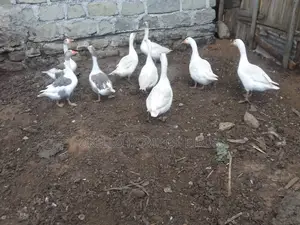 9 Pure White Geese for Sell in Pairs