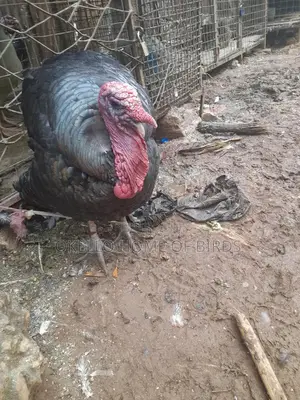 Big and Heavy Male for Meat