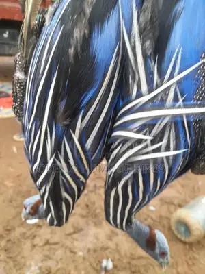 Vulturine Guinea Fowlz Apair for Breeding