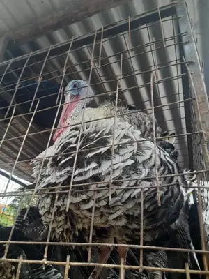 Mature Male for Mounting Females