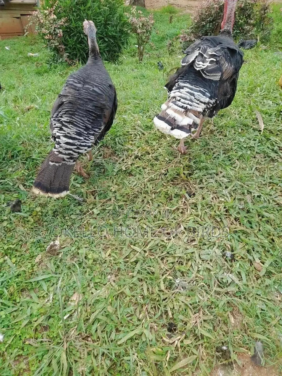 Mature Turkeys Male and Female for Sell
