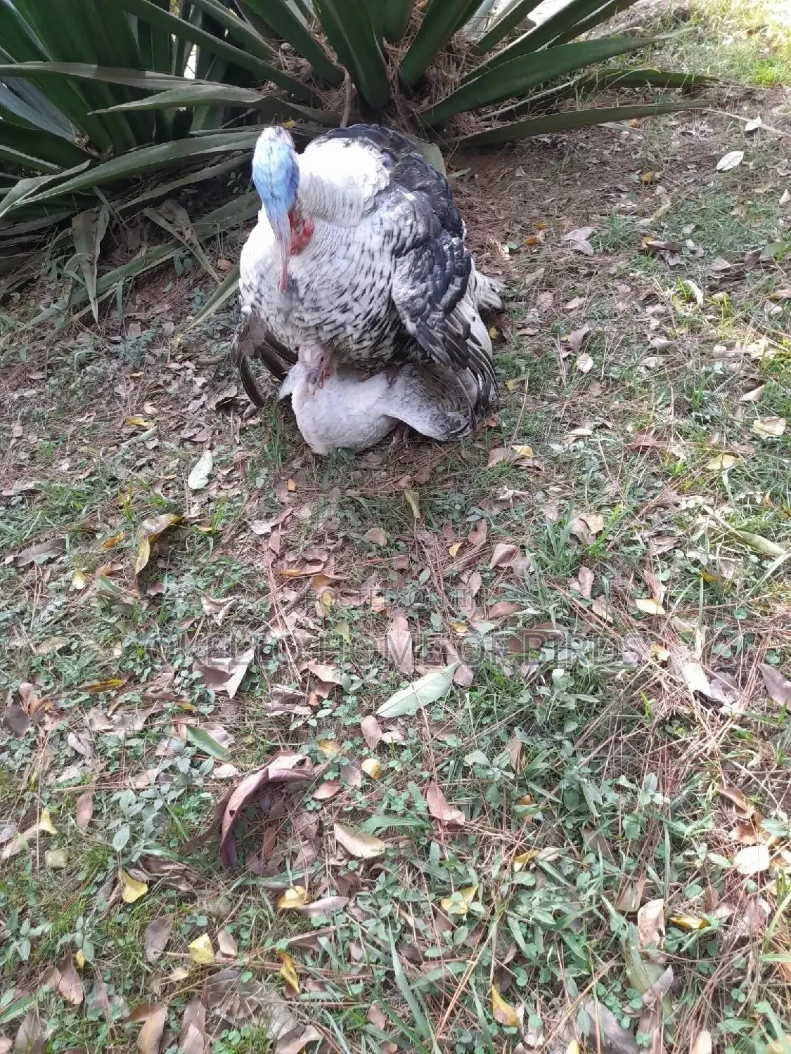 Apair of Mature Turkeys