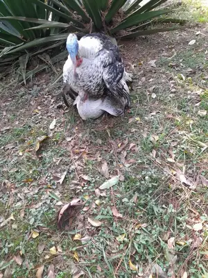 Apair of Mature Turkeys