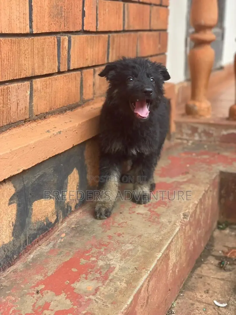 1-3 months Female Purebred German Shepherd