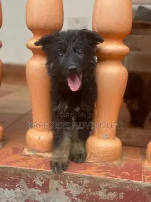 1-3 months Female Purebred German Shepherd