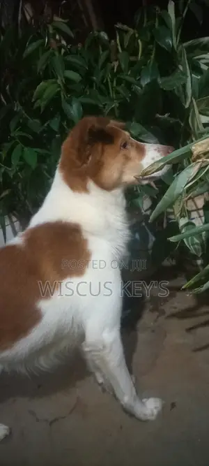 1+ year Male Purebred Border Collie