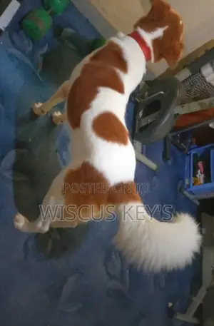 1+ year Male Purebred Border Collie