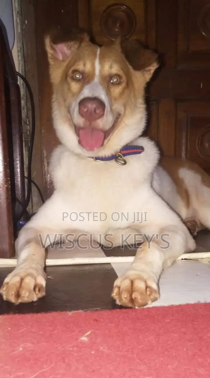 1+ year Male Purebred Border Collie
