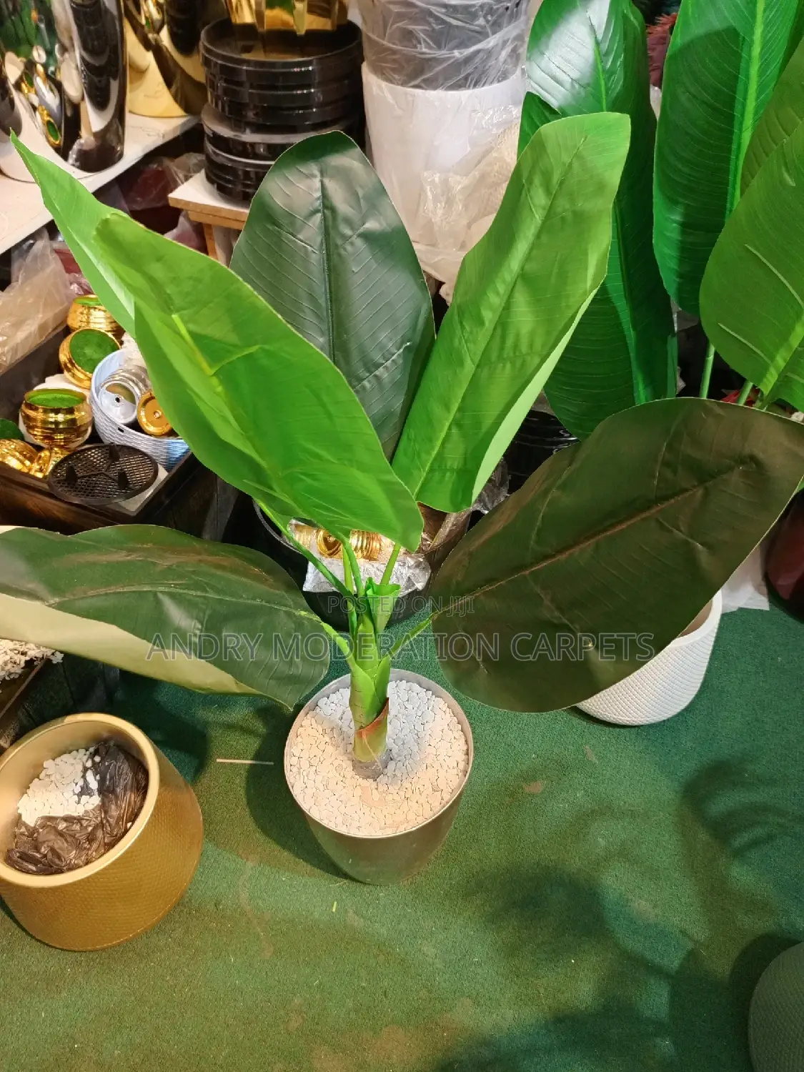 Plants and Flowers