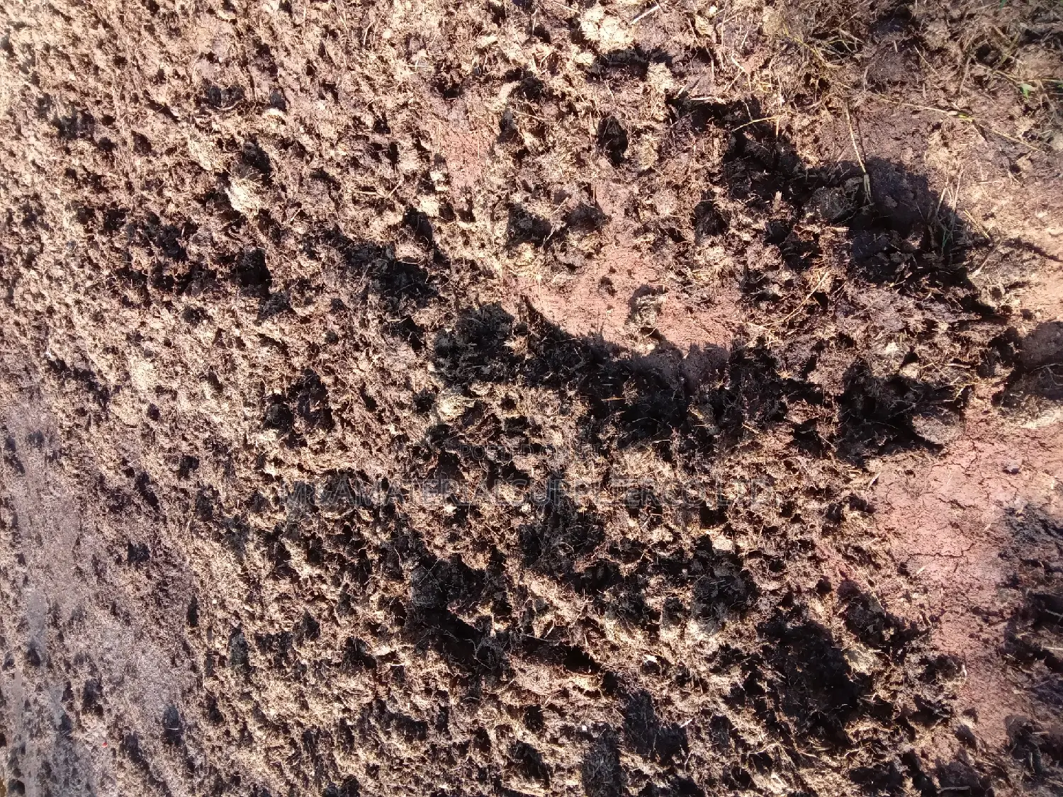 Manure ( Cow Dung)