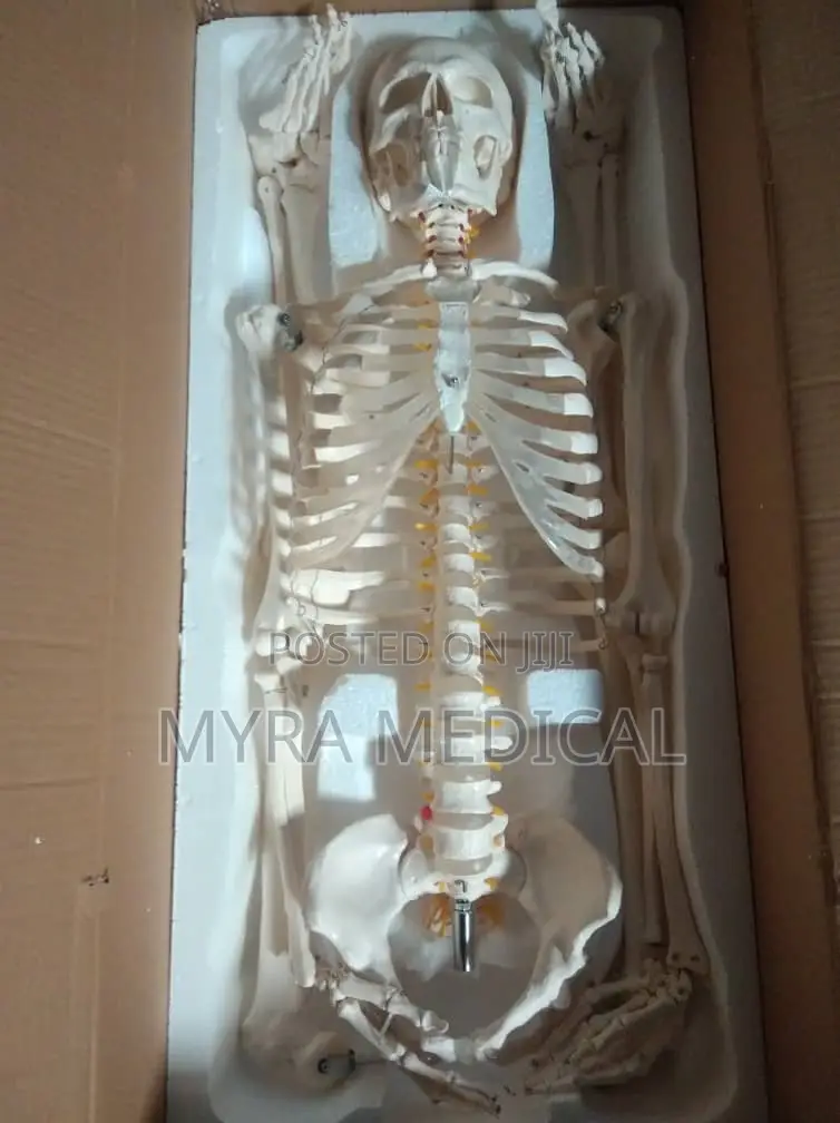 Skeleton Model