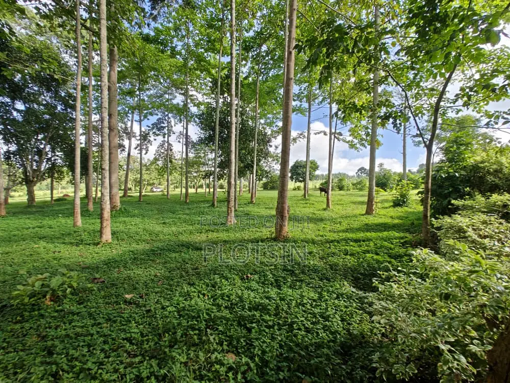 Three Acres (Freehold Titled) of Riverside Land, Jinja City