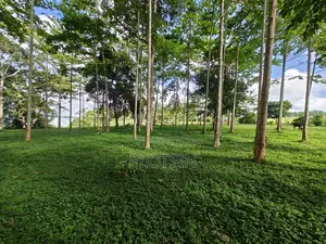 Three Acres (Freehold Titled) of Riverside Land, Jinja City