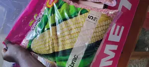 Maize Seeds Longe 5 5kg