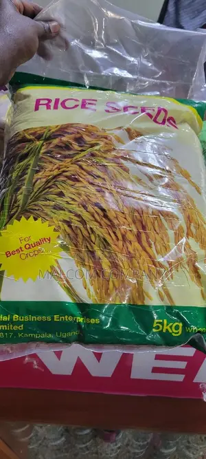 Dry Land Rice Seeds 5kg