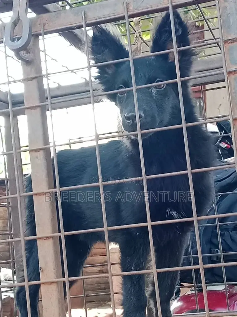 3-6 months Male Purebred German Shepherd