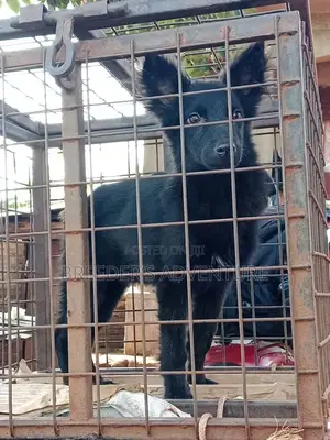 3-6 months Male Purebred German Shepherd
