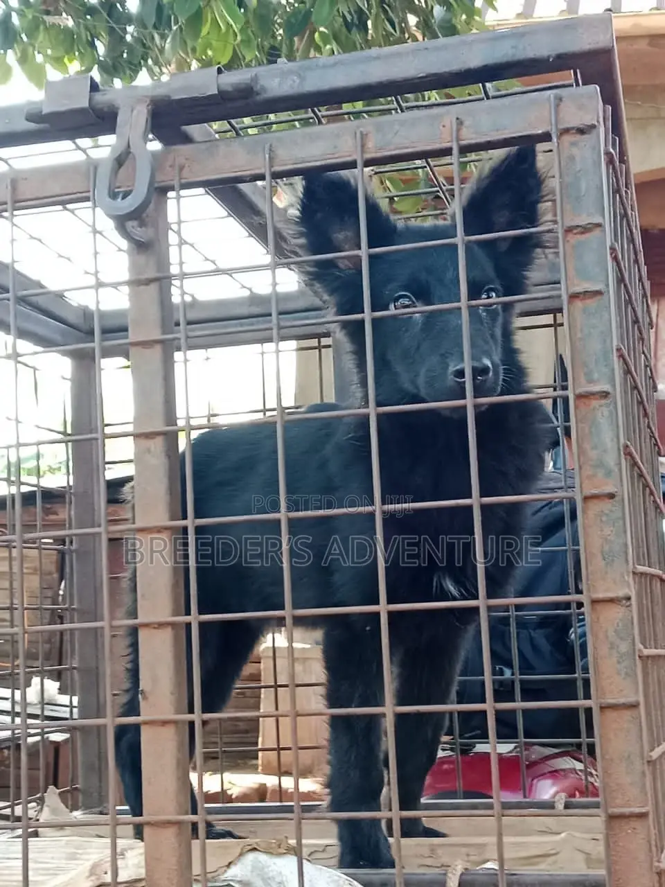 3-6 months Male Purebred German Shepherd