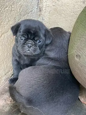 1-3 months Female Purebred Pug