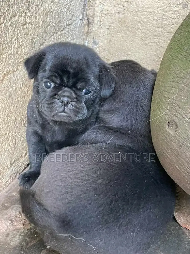 1-3 months Female Purebred Pug