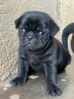 1-3 months Female Purebred Pug