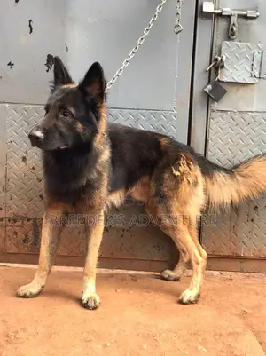 6-12 months Male Purebred German Shepherd