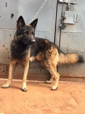 6-12 months Male Purebred German Shepherd