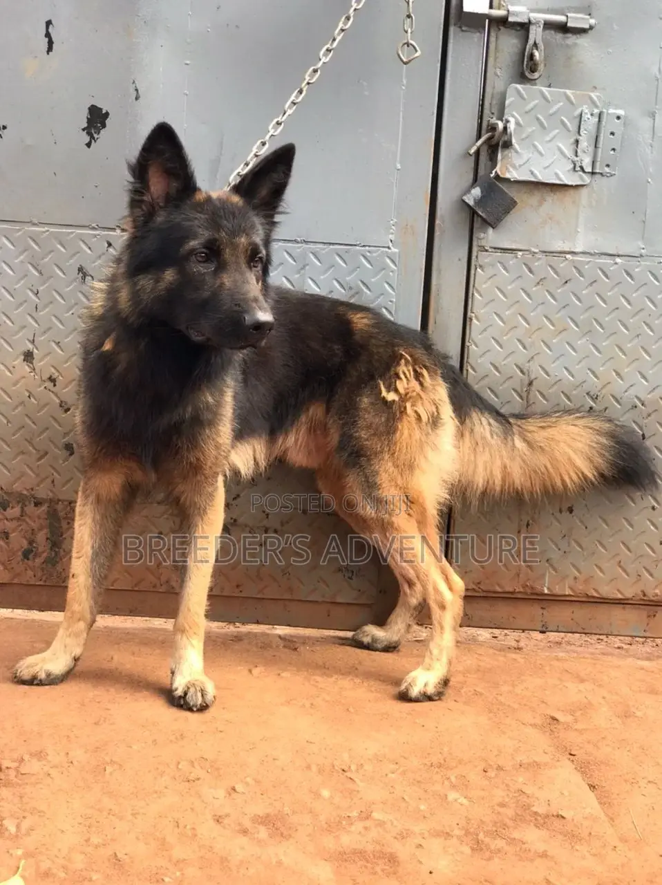 6-12 months Male Purebred German Shepherd