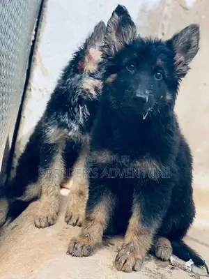 3-6 months Male Purebred German Shepherd