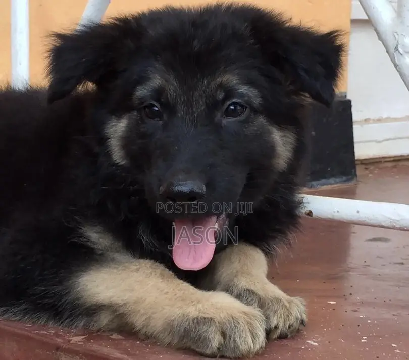 1-3 months Female Purebred German Shepherd
