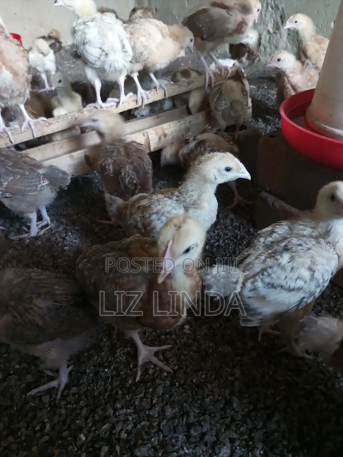 Kroilers or Birds of One Month 4.