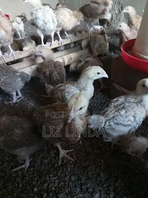 Kroilers or Birds of One Month 4.