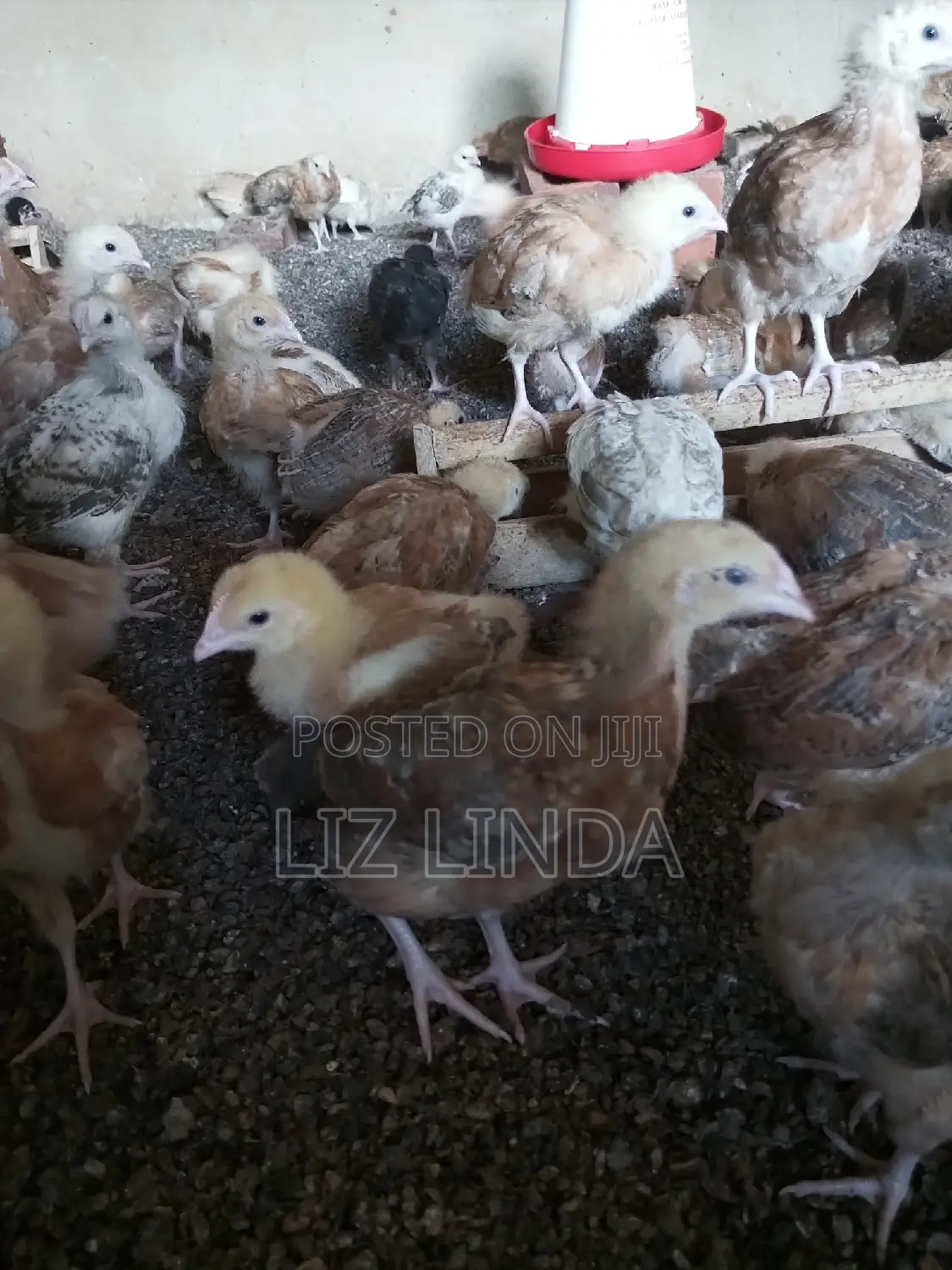 Kroilers or Birds of One Month 4.